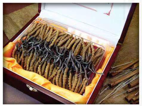 南城街道冬虫夏草回收